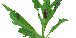 Slug-eaten leaves