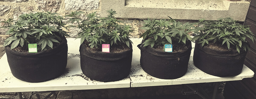 SMART POTS (MACETAS DE TELA) SMART POTS (MACETAS DE TELA)
