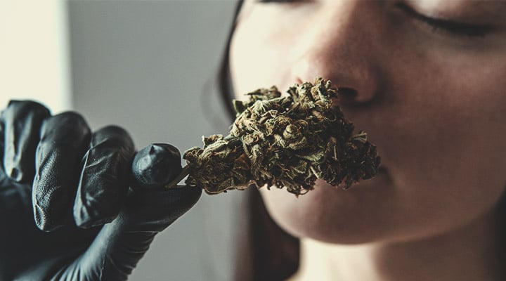 En qué debes fijarte al degustar la marihuana: aspecto físico