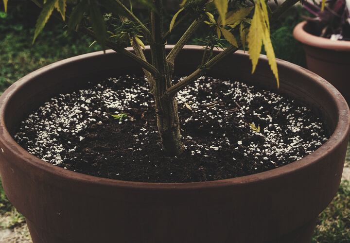 Reutilización del suelo para cultivar cannabis Reutilización del suelo para cultivar cannabis