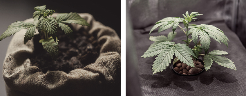 Cómo aplicar una solución enzimática a las plantas de marihuana