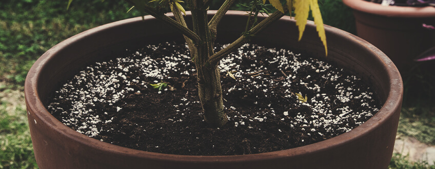 Reutilización del suelo para cultivar cannabis