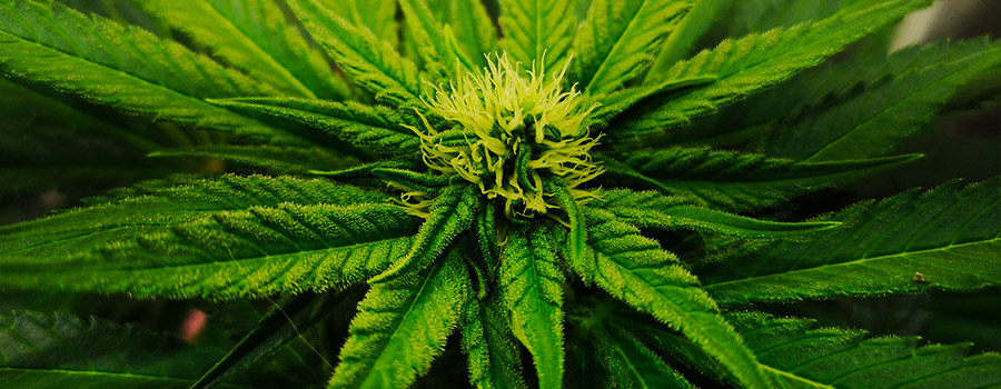 SOMANGO XL