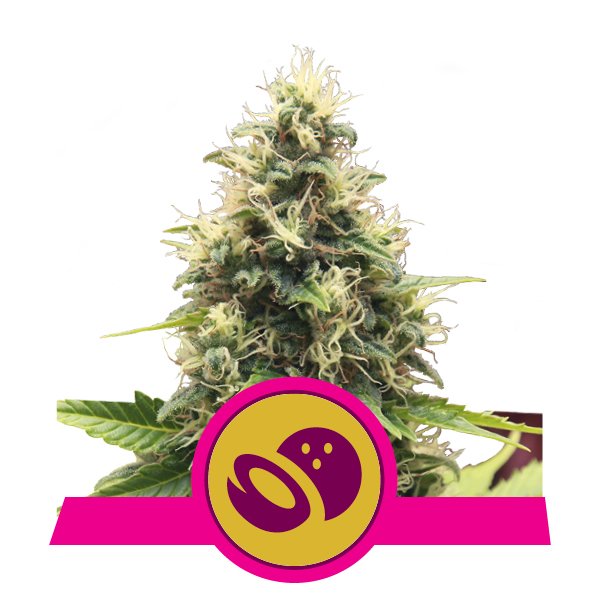 Buy Somango XL Buy Somango XL
