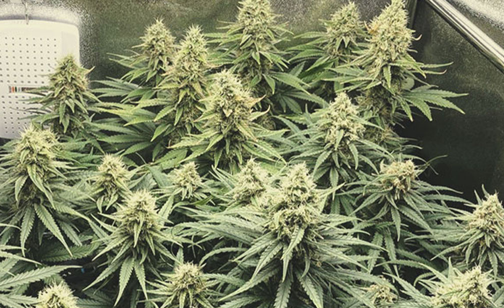 Special Kush Special Kush