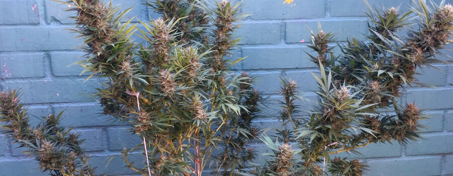 Special Kush Cannabis Climas Cálidos Special Kush Cannabis Climas Cálidos