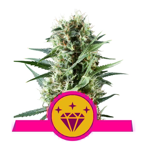Special Kush 1 Special Kush 1