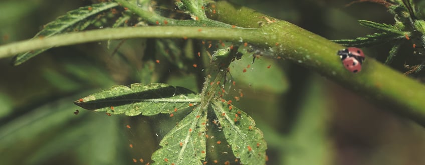 Cómo usar las mariquitas para controlar los ácaros araña y otras plagas