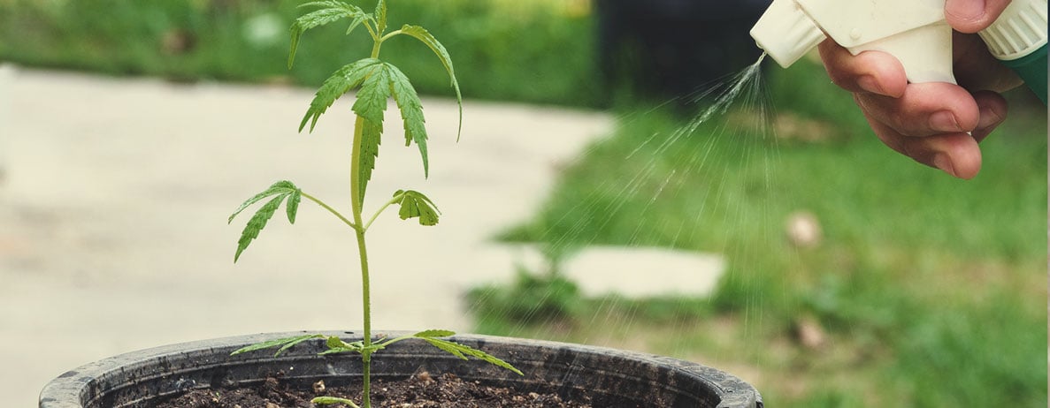 ¿Por qué utilizar la KNF en cada fase del cultivo de cannabis?