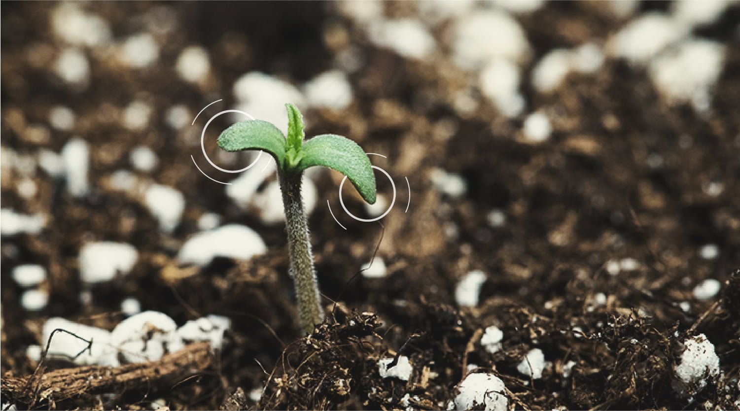 Germinar semillas de marihuana - El Mejor Método - GeaSeeds