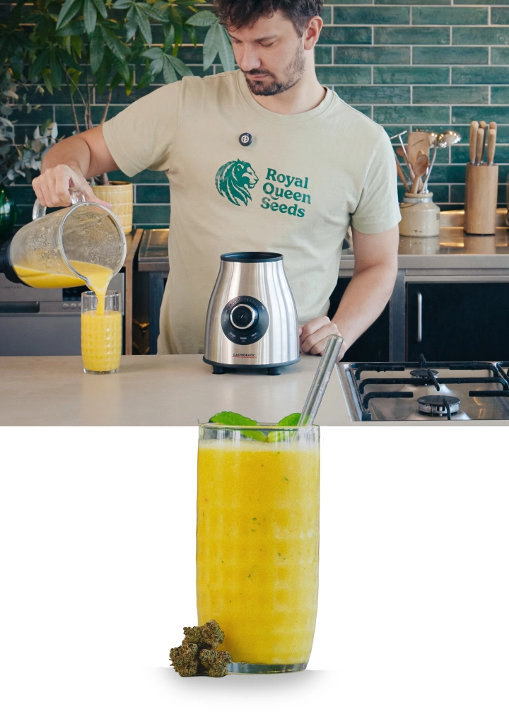 Triturando un smoothie de cannabis y mango y sirviendo la bebida terminada en un vaso, lista para disfrutar con una textura suave y cremosa.