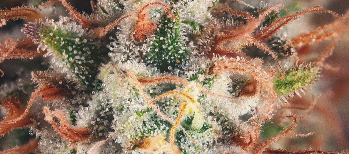 Anatomía de los cogollos de marihuana