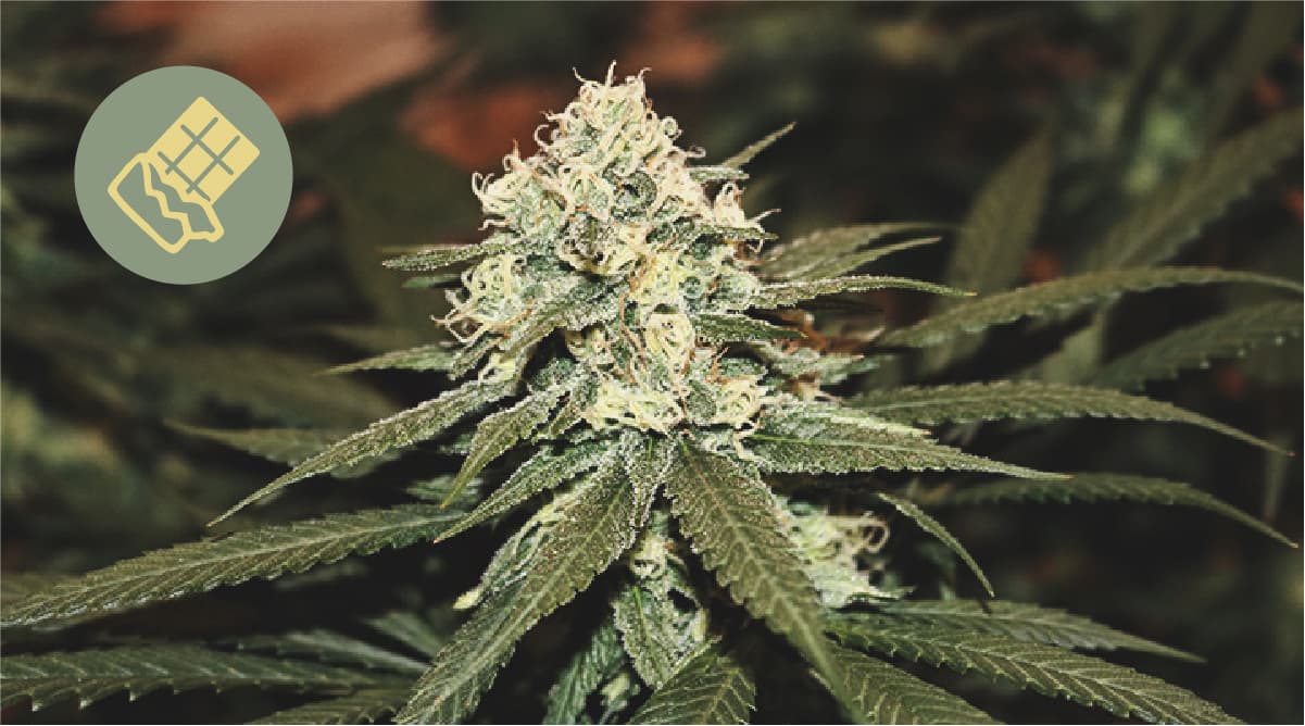 El mejor chocolate para combinar con marihuana El mejor chocolate para combinar con marihuana
