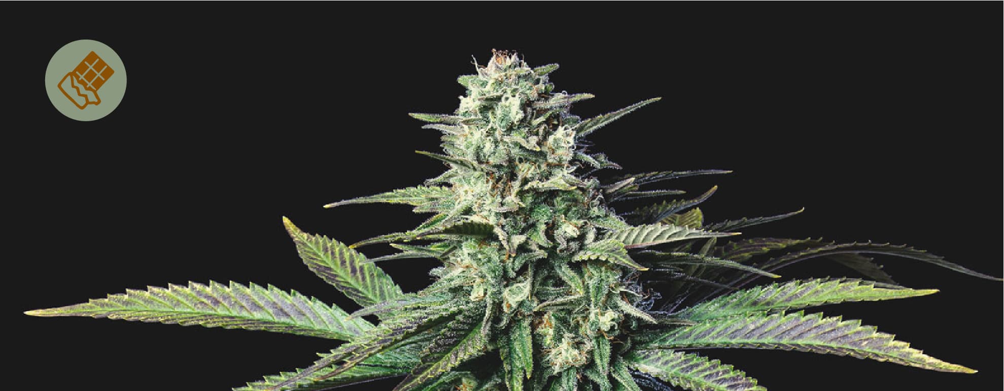 El mejor chocolate para combinar con marihuana El mejor chocolate para combinar con marihuana