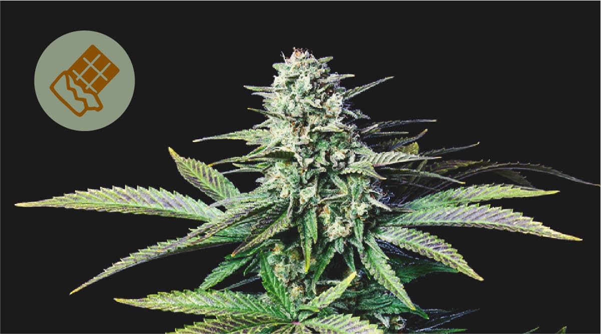 El mejor chocolate para combinar con marihuana El mejor chocolate para combinar con marihuana