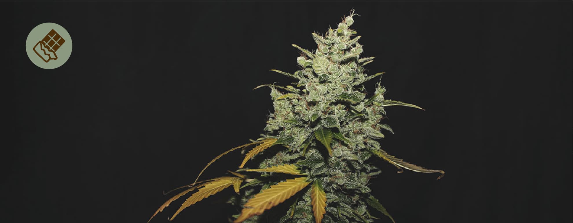 El mejor chocolate para combinar con marihuana El mejor chocolate para combinar con marihuana