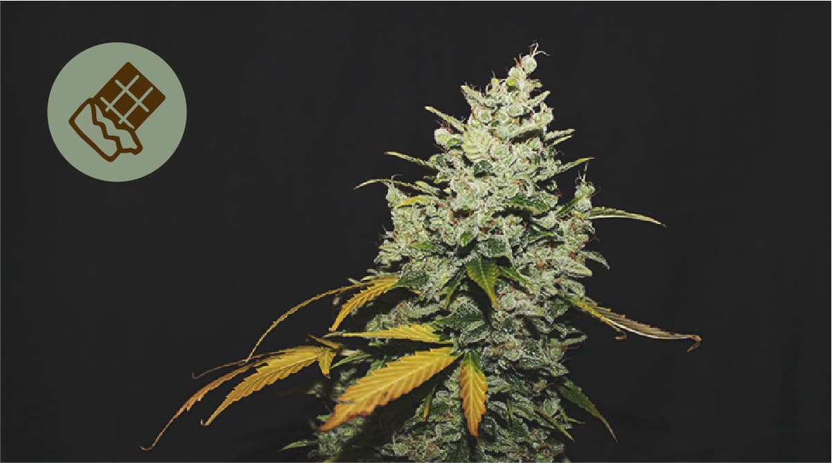 El mejor chocolate para combinar con marihuana El mejor chocolate para combinar con marihuana