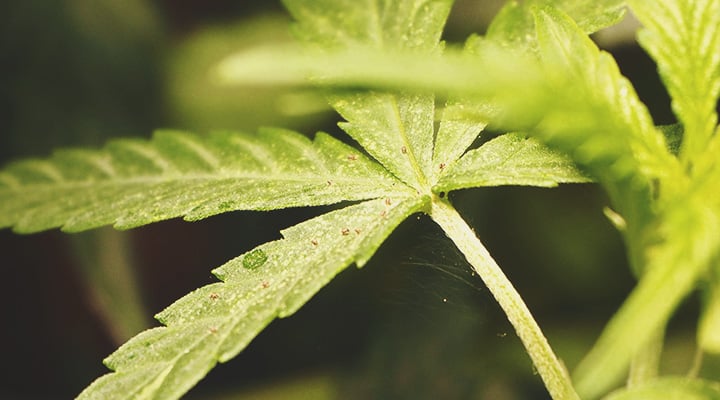 El estrés de las plantas estimula la producción de cannabinoides y terpenos