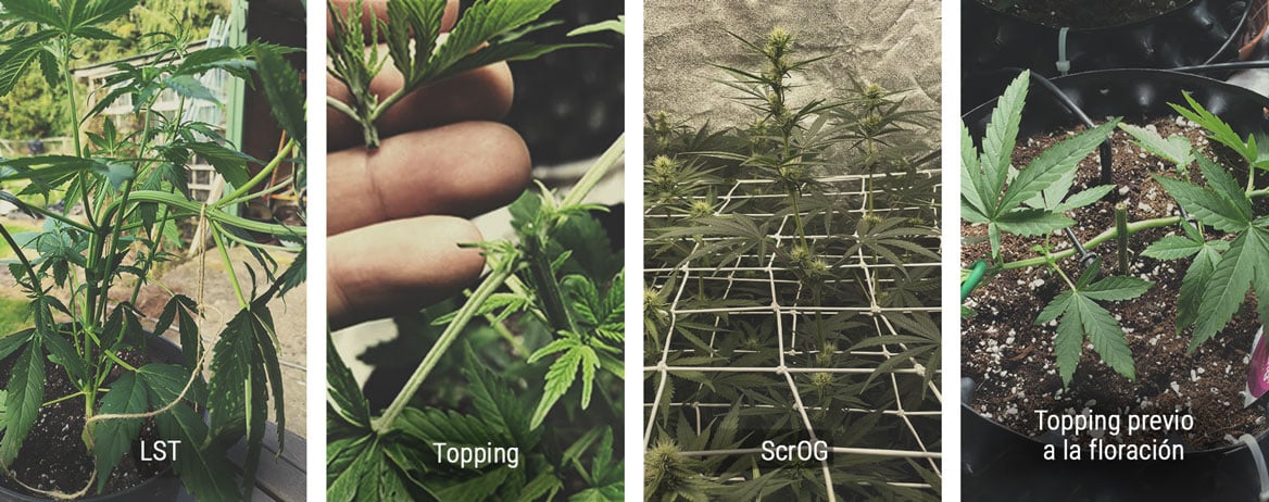 Cómo controlar la altura de una planta de cannabis en fase vegetativa