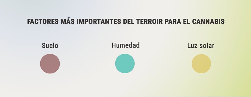 CÓMO APROVECHAR AL MÁXIMO EL TERROIR PARA CULTIVAR MEJORES COGOLLOS