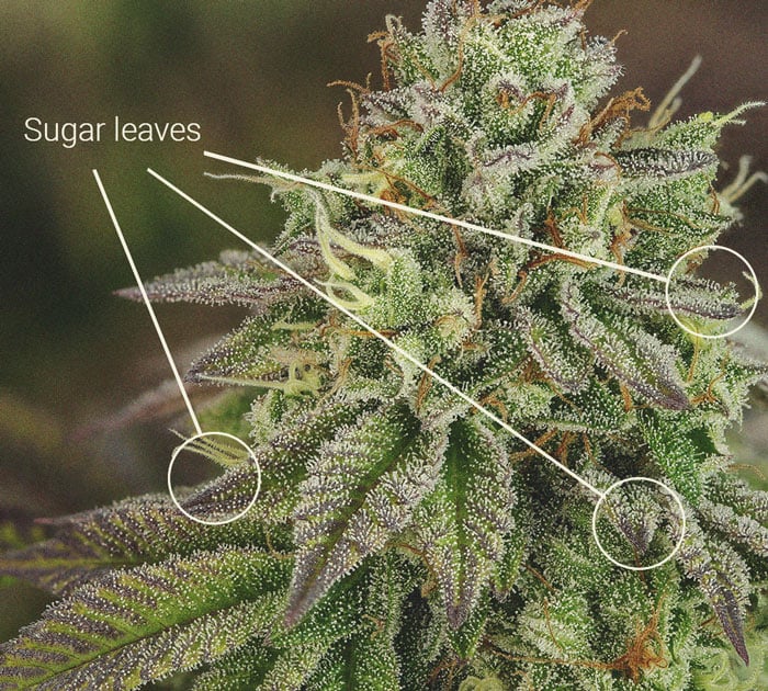 Anatomía de los cogollos de marihuana