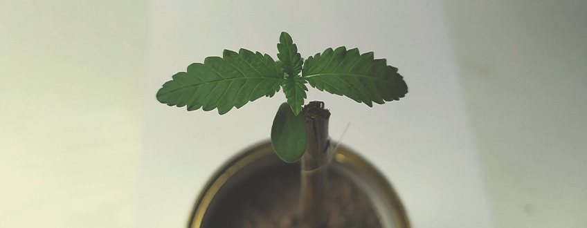 ESTRUCTURA DE SOPORTE PARA LAS PLANTAS ESTRUCTURA DE SOPORTE PARA LAS PLANTAS