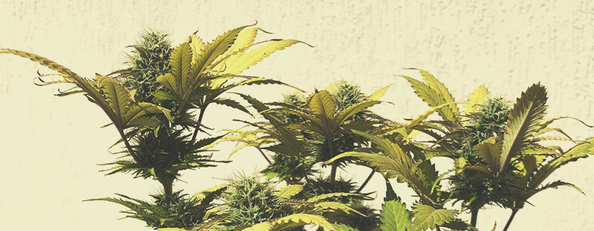 Sweet Skunk Auto Sweet Skunk Auto