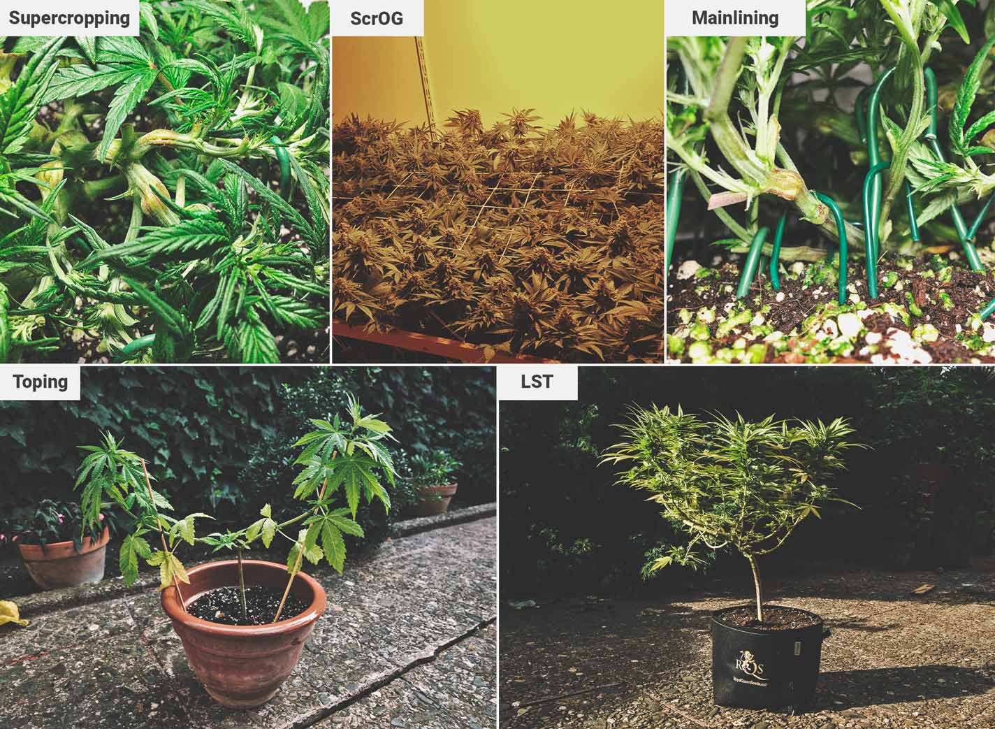 Cómo cultivar la mejor marihuana en un balcón o terraza