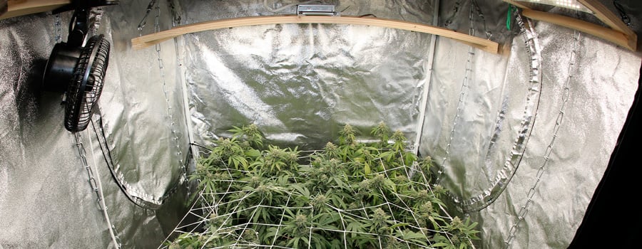 Tent for Cannabis Grow