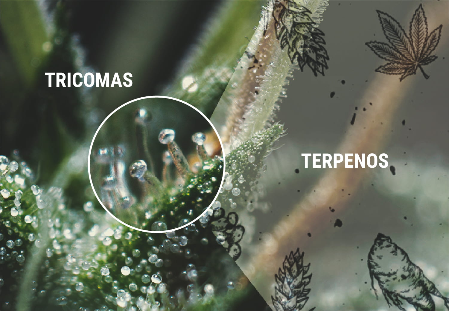 Terpenos y terpenoides