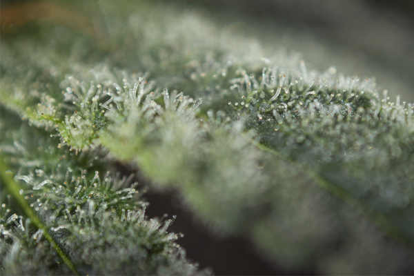 Terpenes antiguo remedio sexual excitación cbd thc