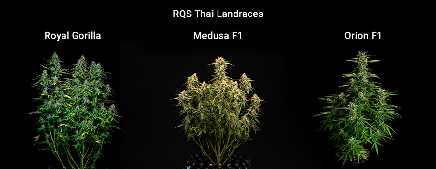 thai-landraces-rqs