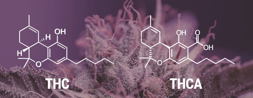 ¿Qué es el THCA?