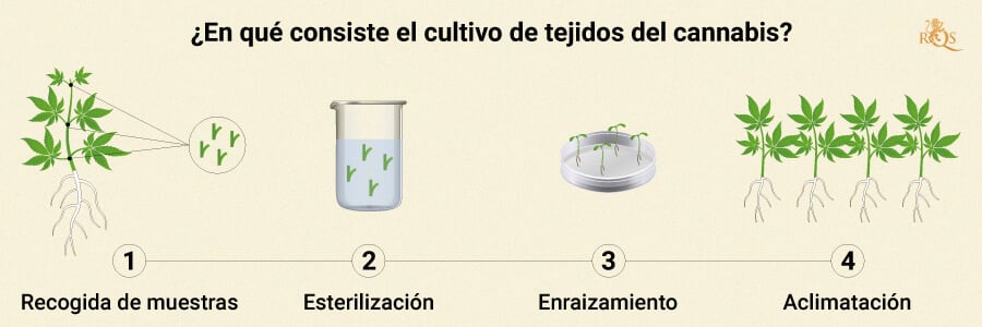 HOW CANNABIS TISSUE PROPAGATION WORKS