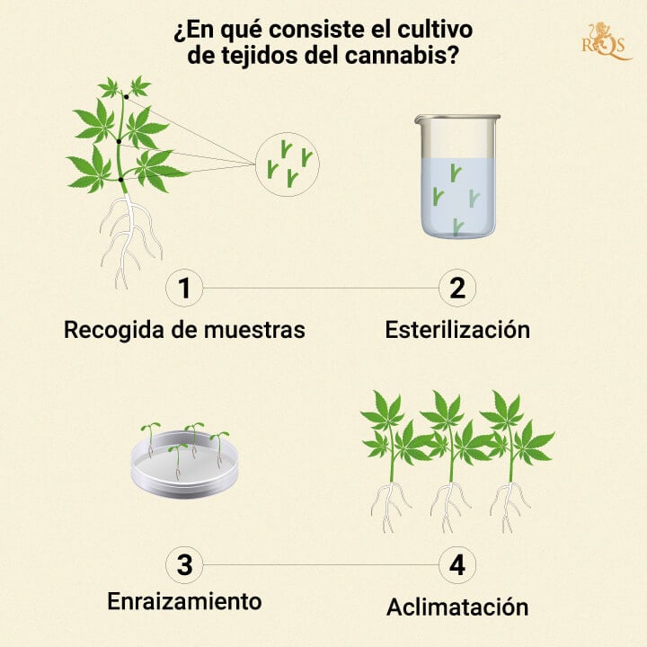 HOW CANNABIS TISSUE PROPAGATION WORKS