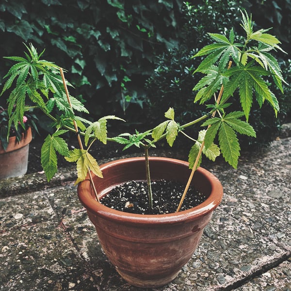 Cómo cultivar la mejor marihuana en un balcón o terraza