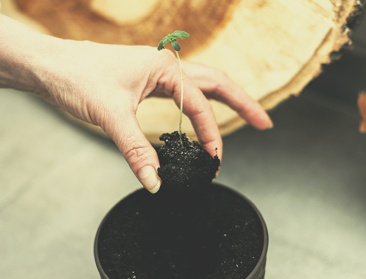 Cepas De Cannabis Autoflorecientes Para Cultivo Interior Cepas De Cannabis Autoflorecientes Para Cultivo Interior