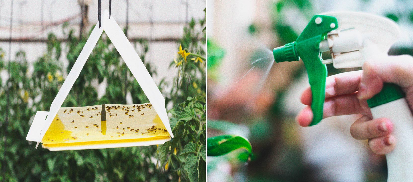 Cómo mantener a los grillos lejos de tus plantas de marihuana