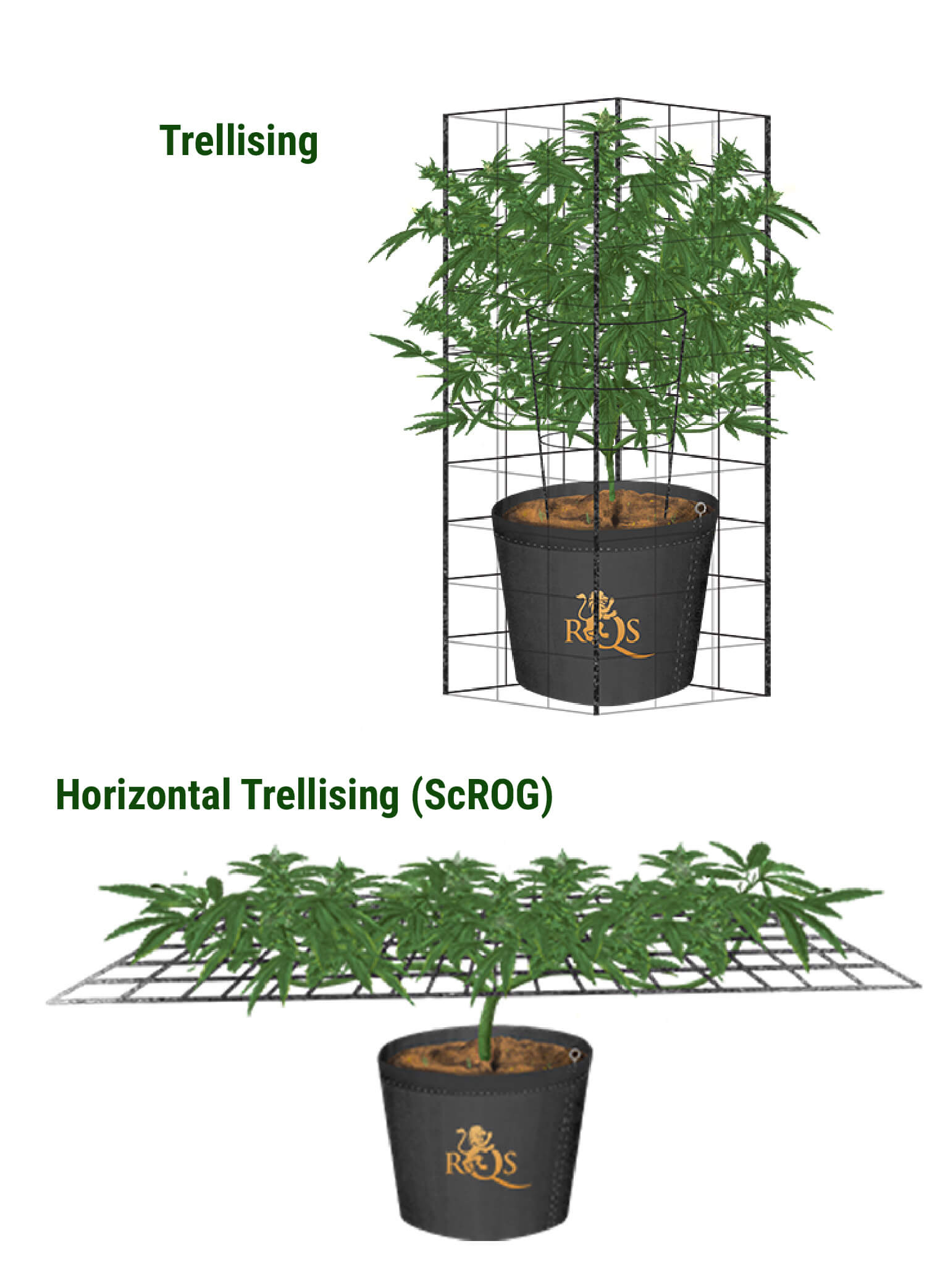 Enrejado horizontal: método ScrOG