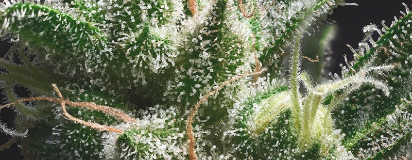 Pistils and trichomes