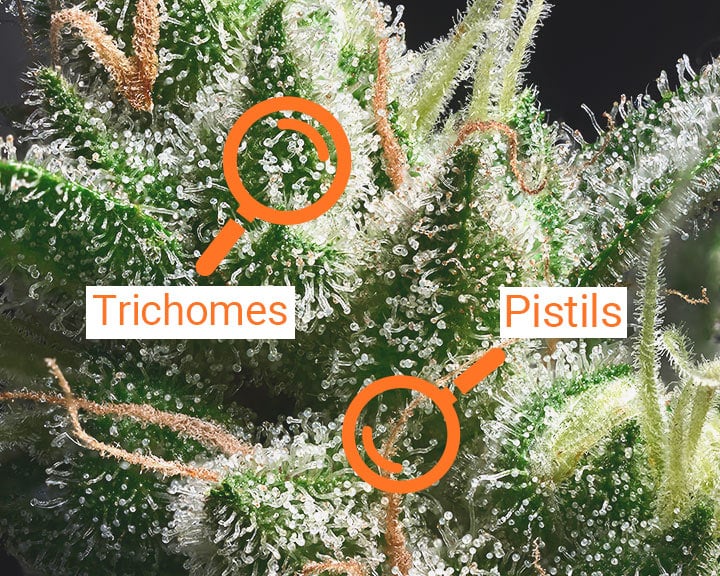 Trichomes and pistils