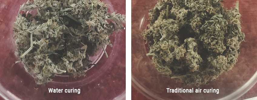 ¿Qué ventajas ofrece el curado al agua del cannabis? ¿Qué ventajas ofrece el curado al agua del cannabis?