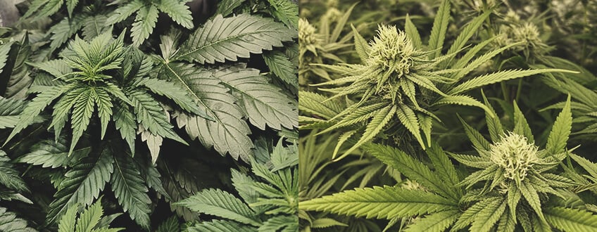 ¿Cuánto tiempo se tarda en cultivar marihuana?