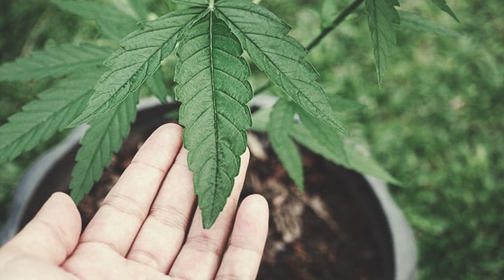 ¿Por qué cultivar marihuana vegánica?