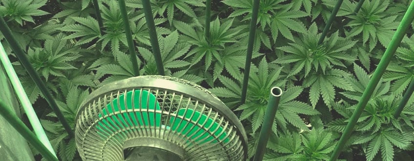 Cómo cultivar marihuana en casa de forma sostenible