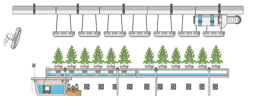 Hidroponics Cannabis