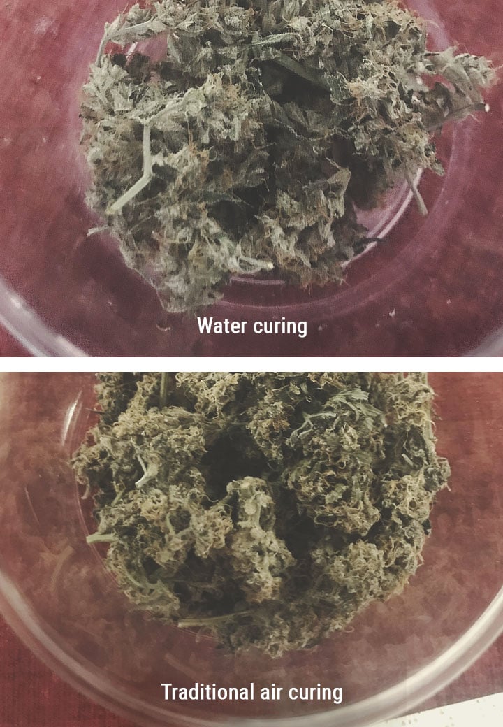 ¿Qué ventajas ofrece el curado al agua del cannabis? ¿Qué ventajas ofrece el curado al agua del cannabis?