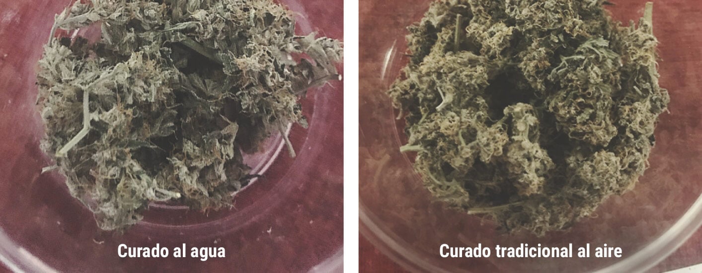 ¿Qué ventajas ofrece el curado al agua del cannabis?