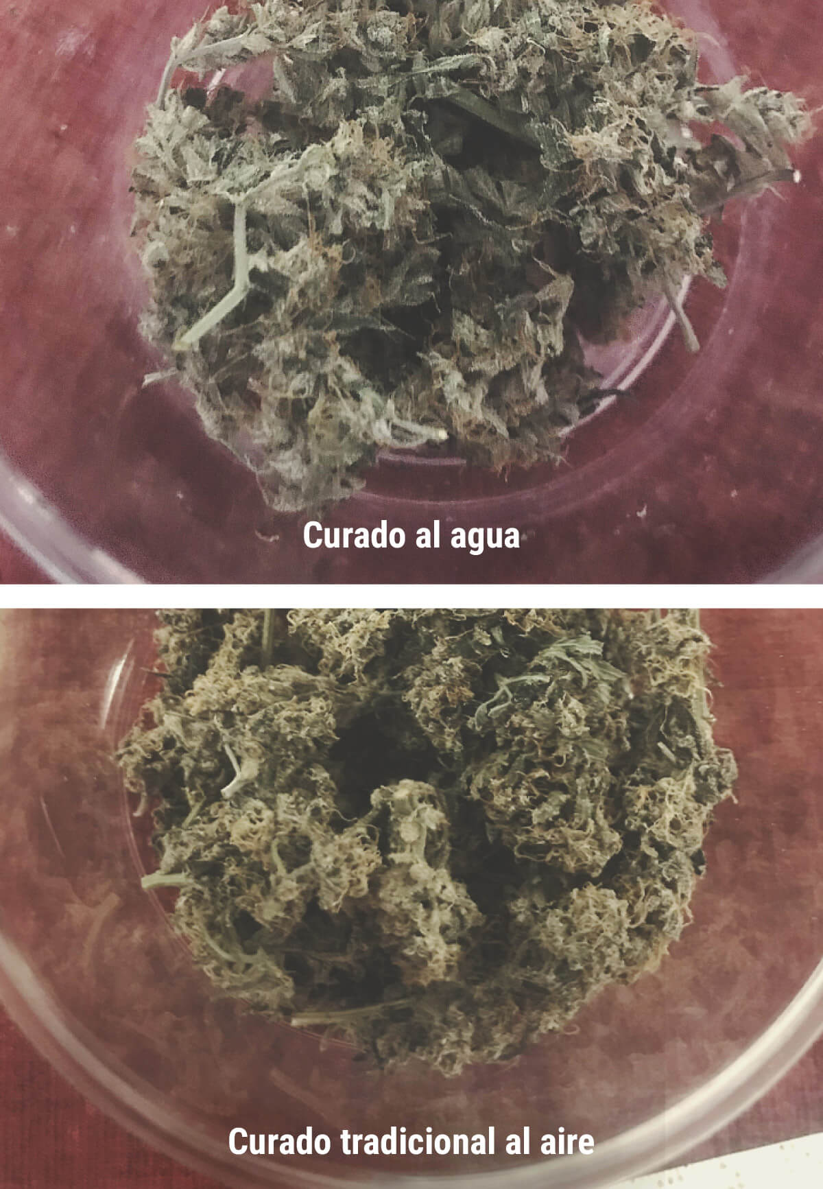 ¿Qué ventajas ofrece el curado al agua del cannabis? ¿Qué ventajas ofrece el curado al agua del cannabis?