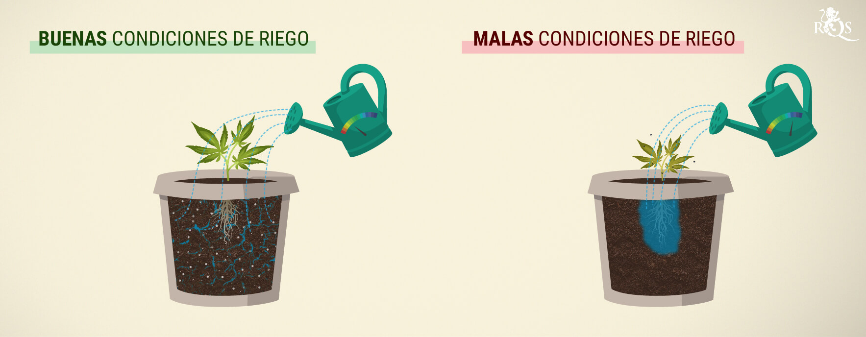 ¿Cuánto se debe regar el cannabis? ¿Cuánto se debe regar el cannabis?